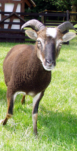 Soay Schaf