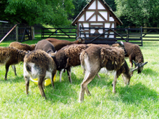 Soay Schaf