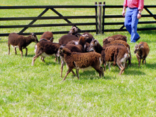 Soay Schaf