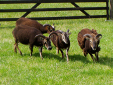 Soay Schaf
