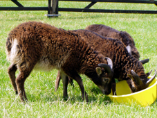 Soay Schaf